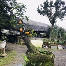 金弹子下山桩可批发13-18