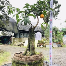 金弹子下山桩可批发19-24