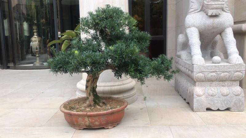 罗汉松在庭院中种植的实景图
