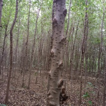 直杆榆树，小叶榆树，鲁西北榆树苗基地农户直销