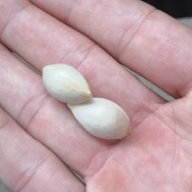 大量出售银仁