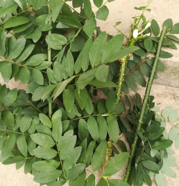 槐枝槐树枝野生新鲜槐树棍子中药材