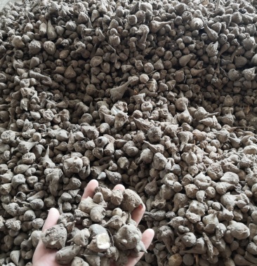 [乌药批发]附子(川乌)(草乌)价格21.00元/公斤 - 一亩田