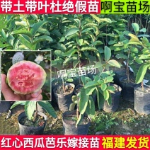 福建台湾红心芭乐红肉番石榴苗盆栽四季果苗树苗当年结果带土