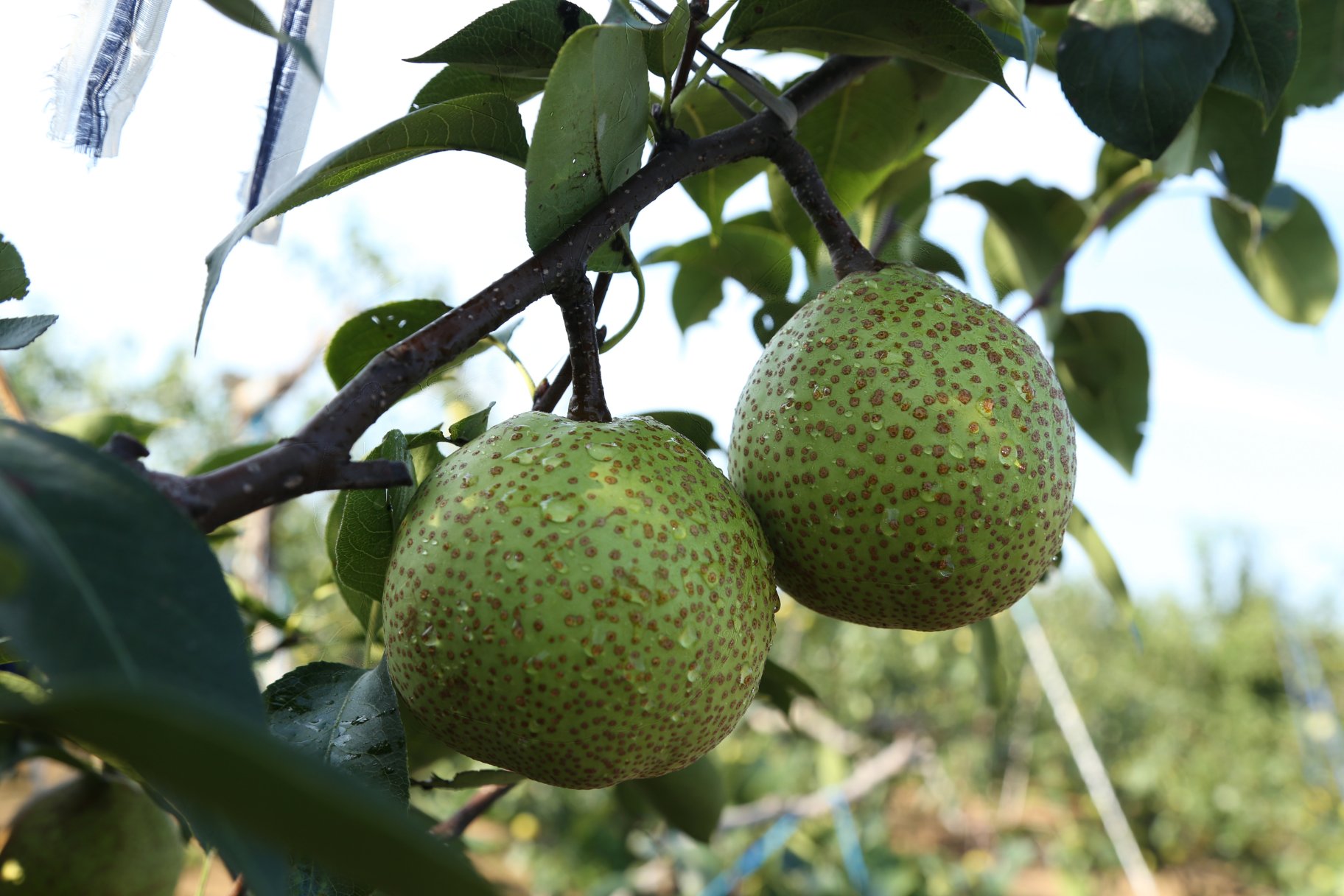 果农采摘莱阳梨特写
