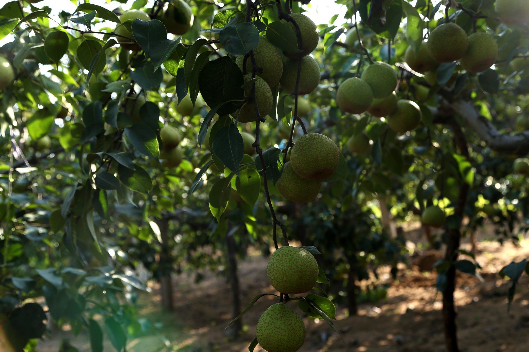 百年老梨树特写