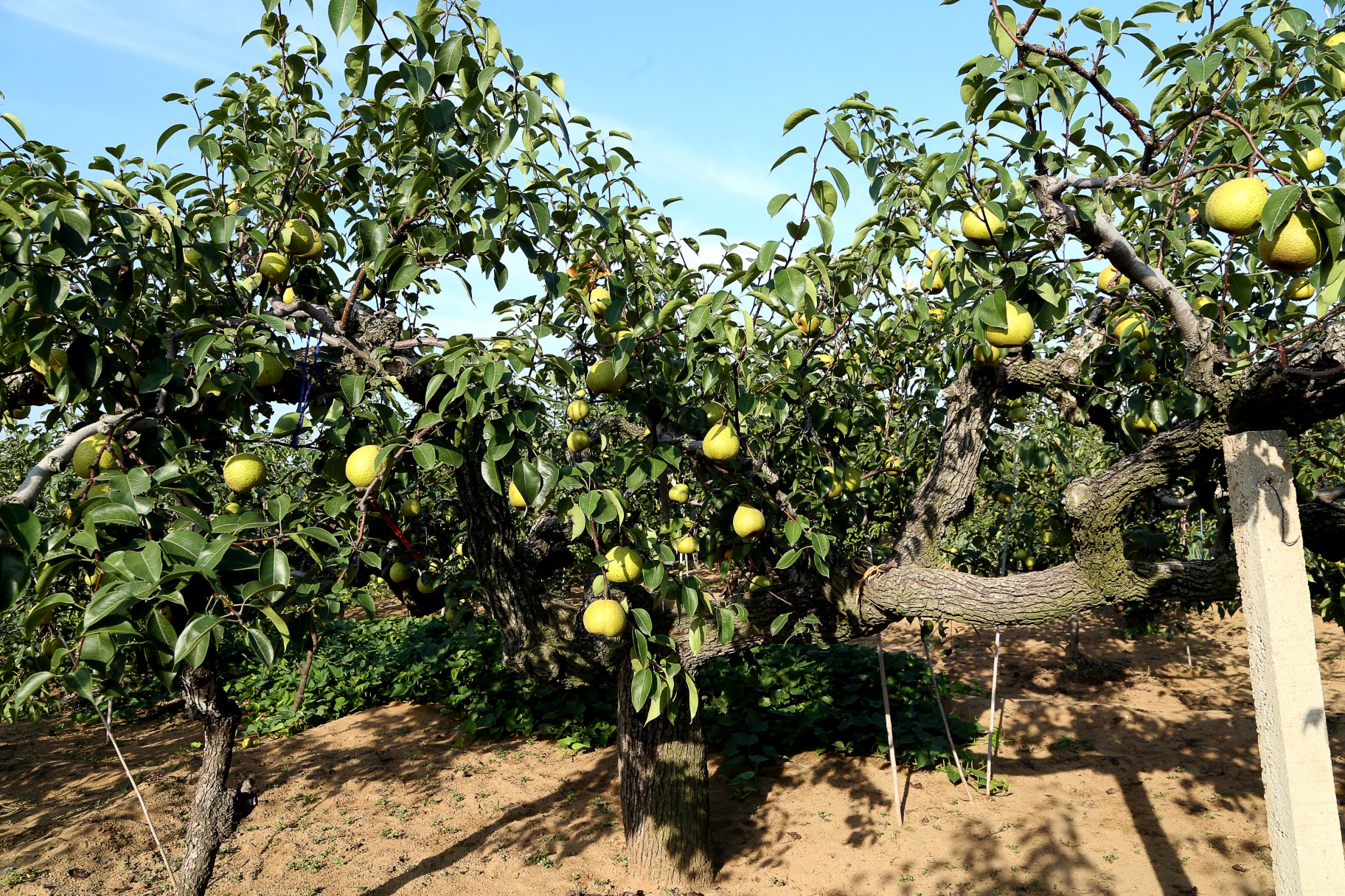 莱阳梨文化节活动现场