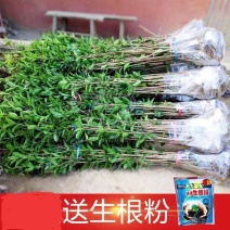 八月桂花树苗桂花苗大树苗黄金桂花树苗红花丹桂树苗