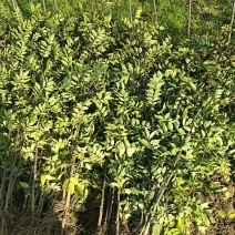 花椒苗，大红袍，狮子头。黄盖