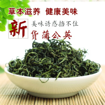 【有好货】蒲公英蒲公英茶2025年婆婆丁公英茶包邮