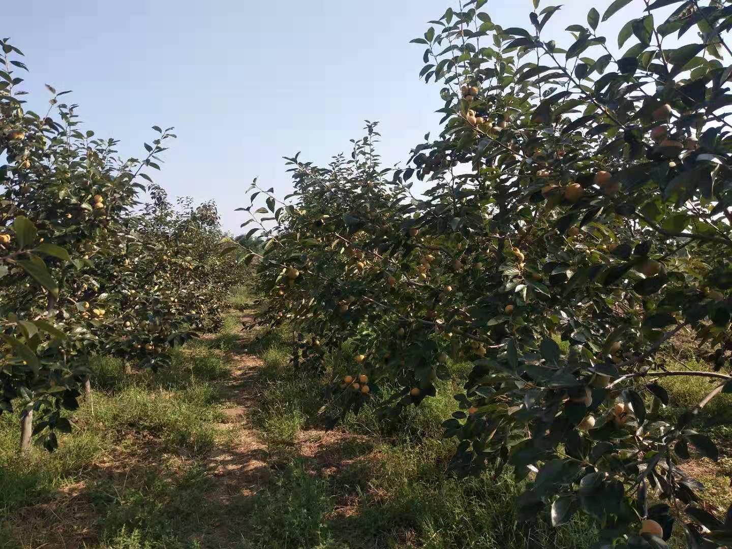 罗田甜柿的自然生长环境