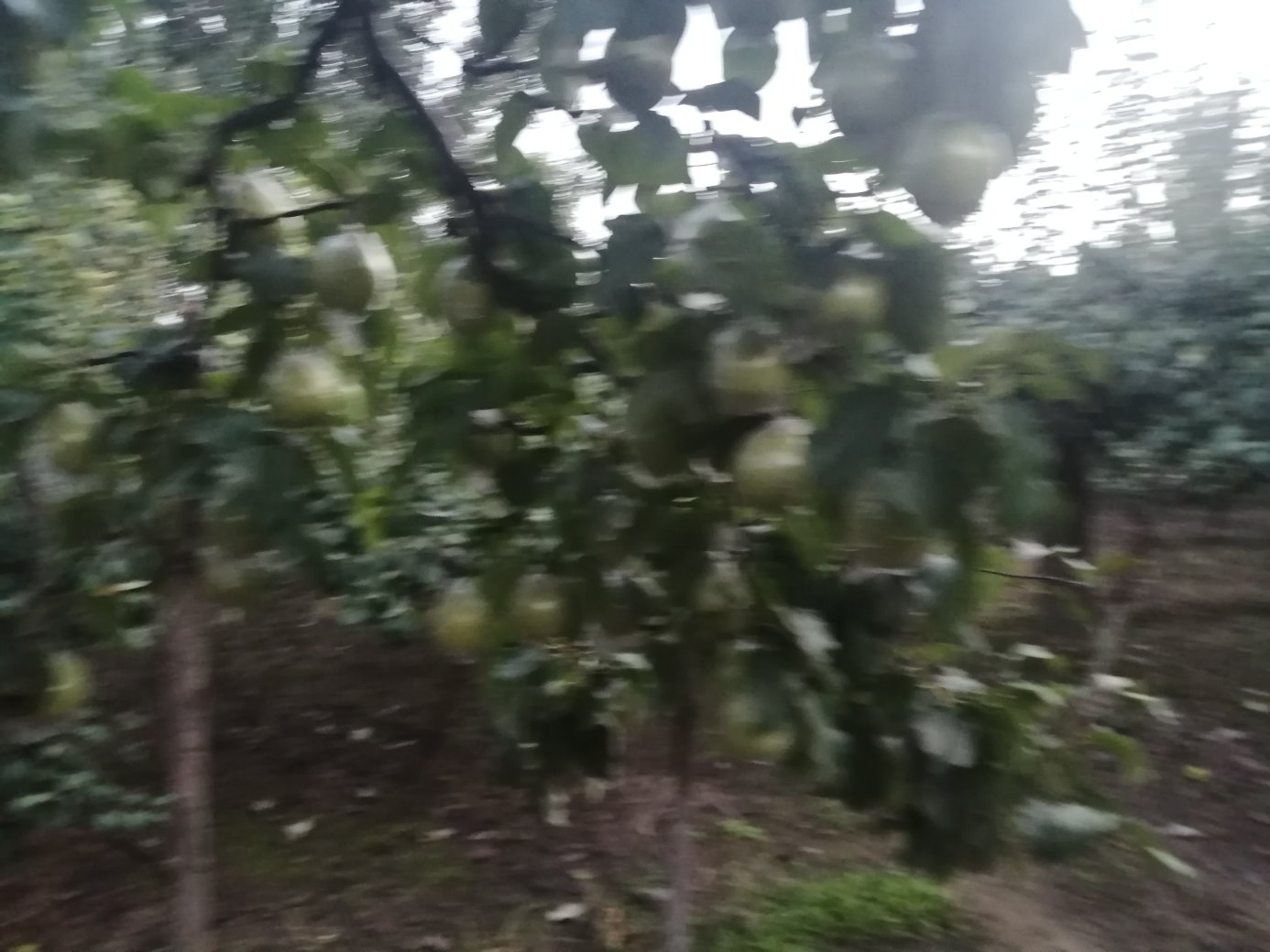 魏县鸭梨标准化种植基地航拍图