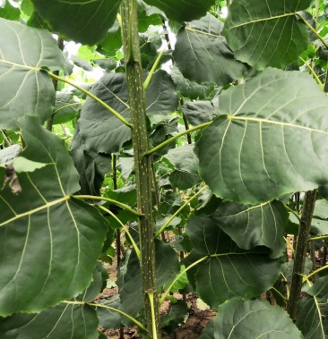 鲁林9号无絮杨鲁林九号推广基地鲁林九无絮杨产地批发价