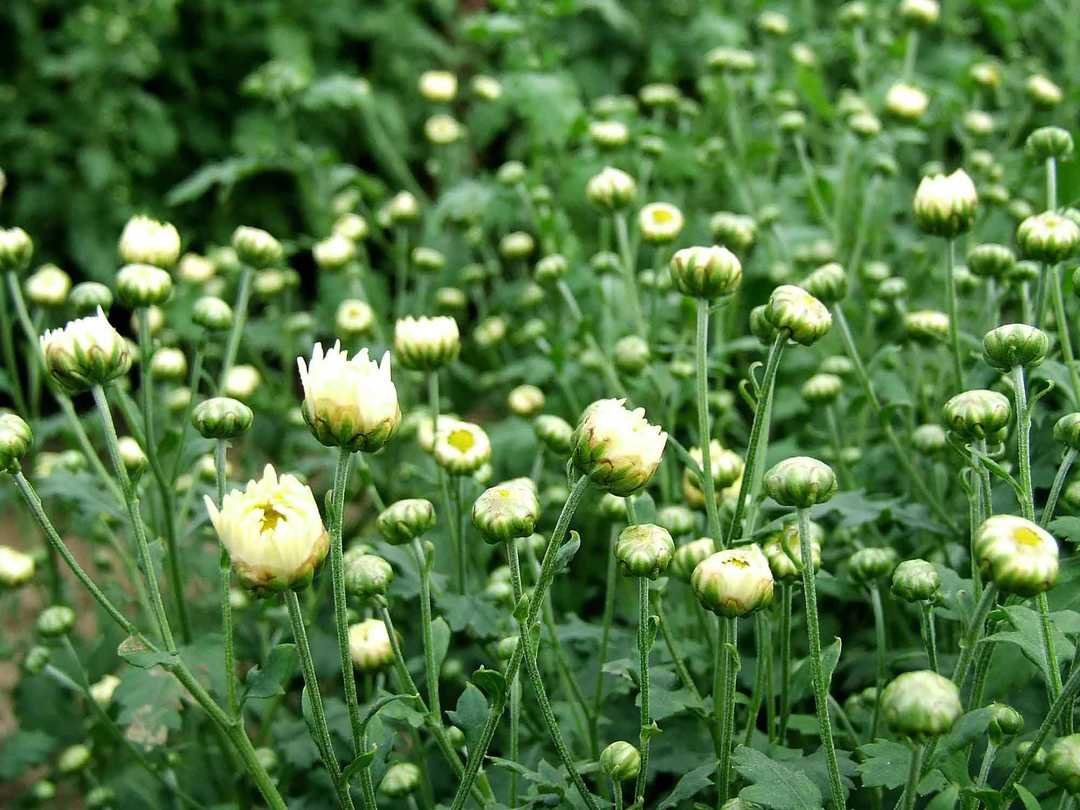 传统杭白菊作坊内景:老师傅双手轻铺胎菊花蕾于竹匾中,背景为通风良好的老式砖木晒场,窗外可见江南秋日晴空;竹匾内花蕾排列疏密均匀,色泽青绿一致,地面洁净无尘,体现‘自然阴干+低温烘焙’双阶工艺环境 胎菊王传统加工场景