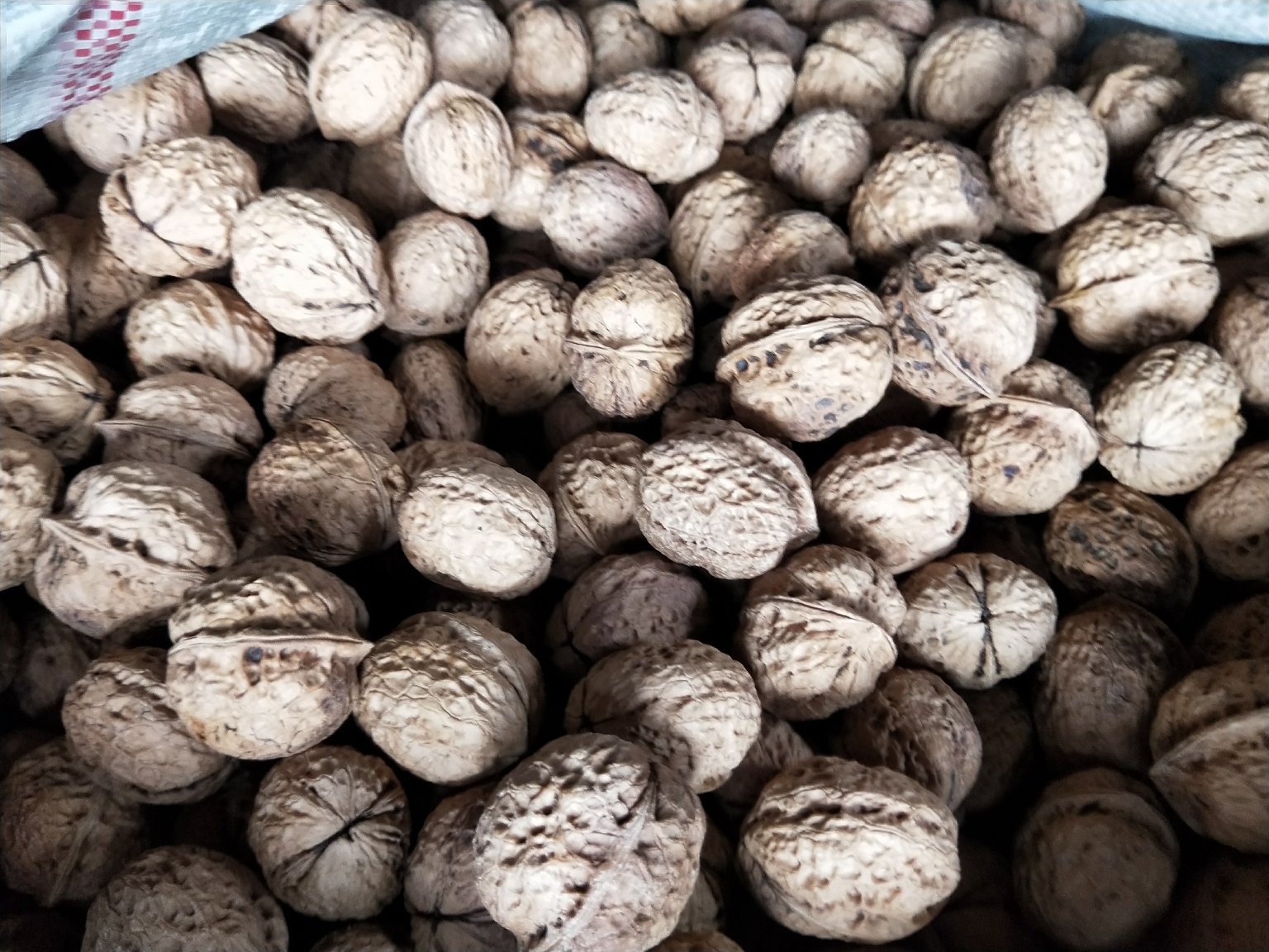 薄皮核桃实物图