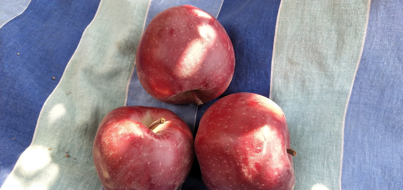 红星苹果切面展示图