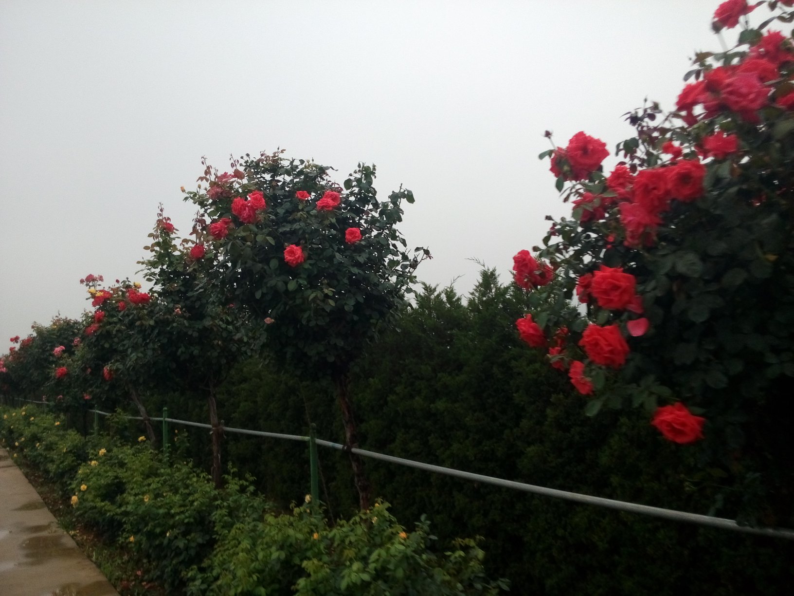 风月月季在城市景观中的应用实景