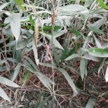 箬竹，四川省成都市大量出售