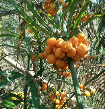 云南红花滇黄精带皮种子全程提供全方位育苗技术