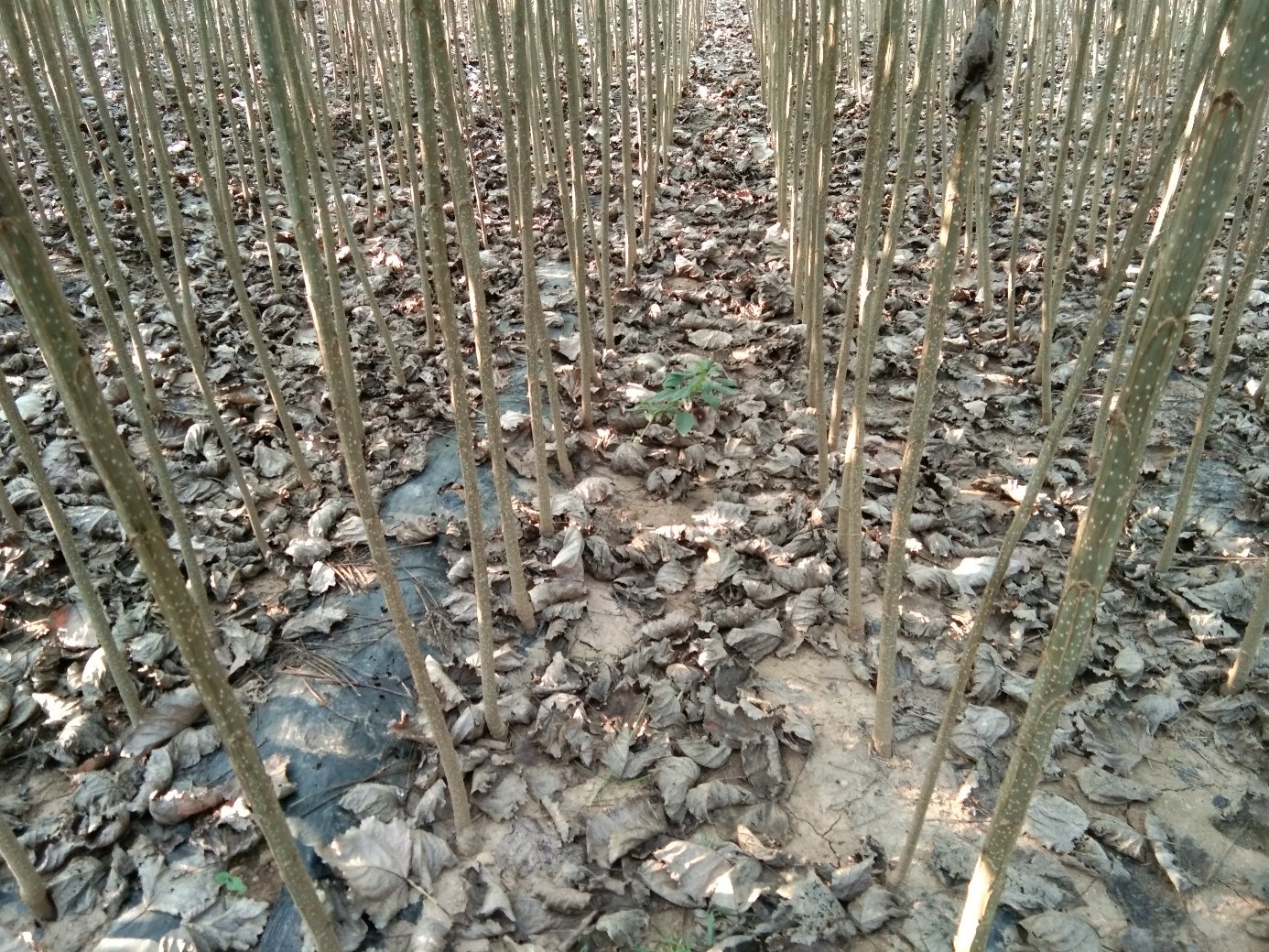 油松人工林春季造林现场