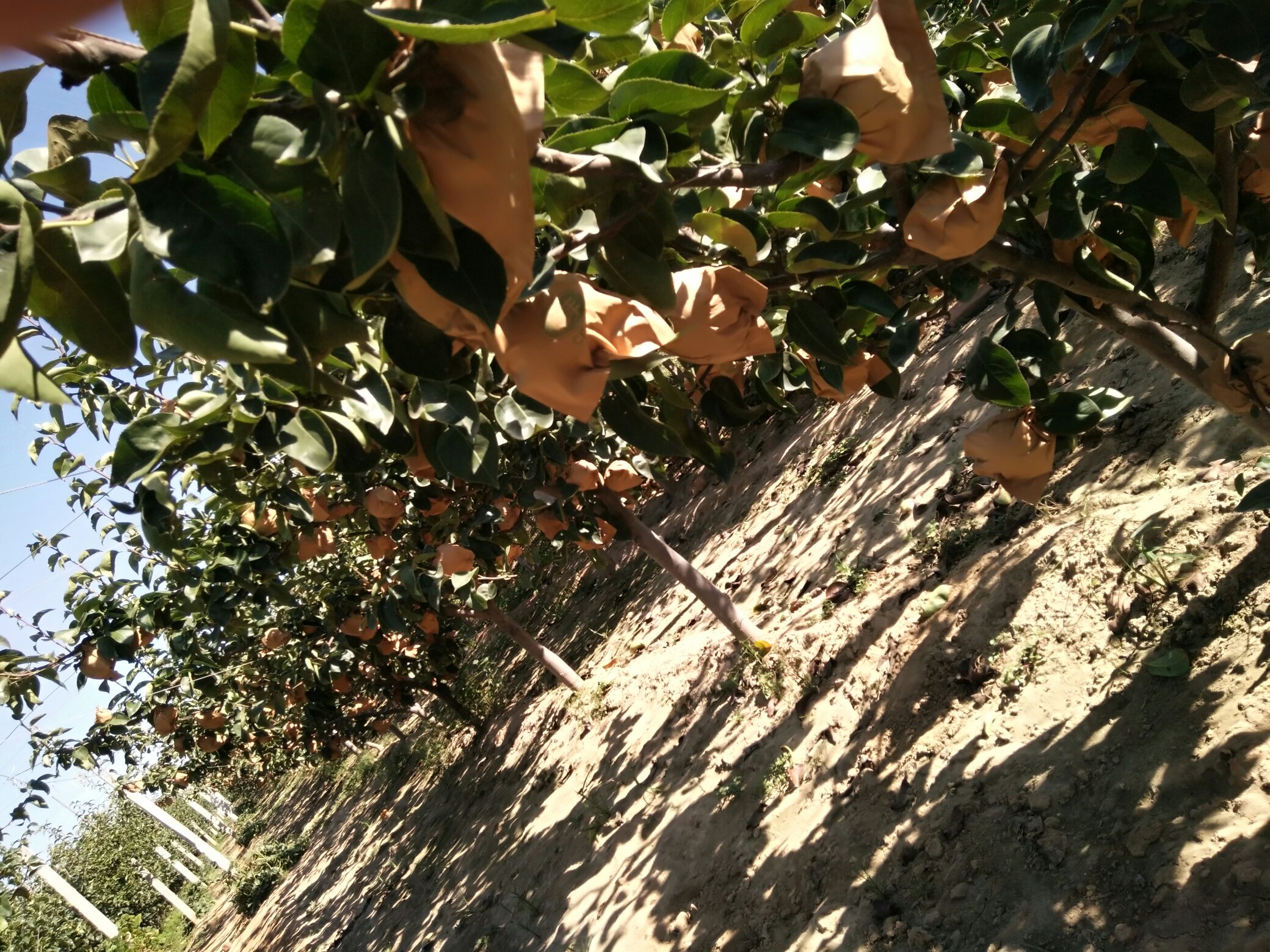 南果梨果园中挂满枝头的果实,阳光透过树叶洒在果皮上,呈现出金黄色与红晕交织的色泽 南果梨果园