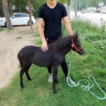 小矮马，迷你马，德保矮马，舍特兰矮马，适合旅游景区农家乐