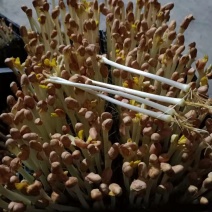 原生态纯手工花生芽新鲜花生芽苗