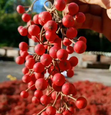 山桐鲜果水东瓜树上油库基地直发专业种植