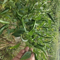 鲜辣椒