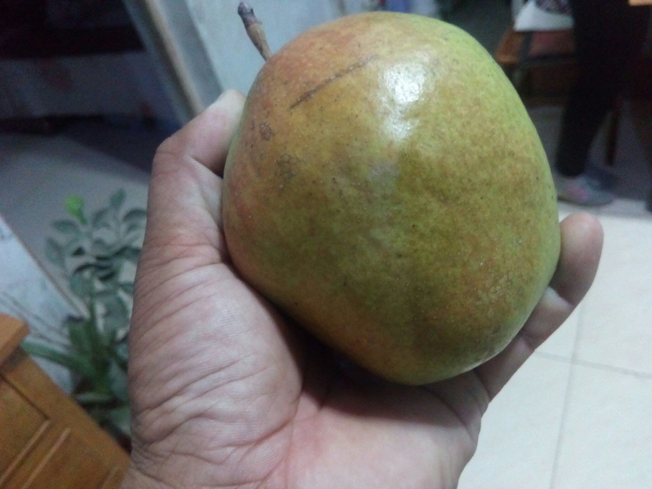 一张近距离拍摄的香梨果实,果皮表面有明显的纵向裂口,裂缝边缘略微翘起,部分区域已开始褐变,背景为绿色叶片,展示典型的香梨裂果症状 香梨裂果特写