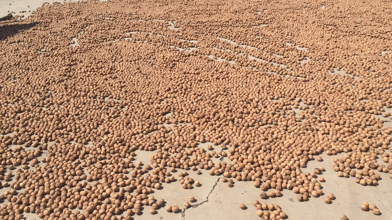 青皮核桃去皮后整齐铺放在竹席上准备晾晒