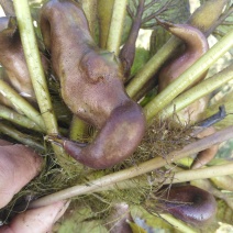 青菱