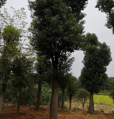 40-42-45-50公分骨架香樟