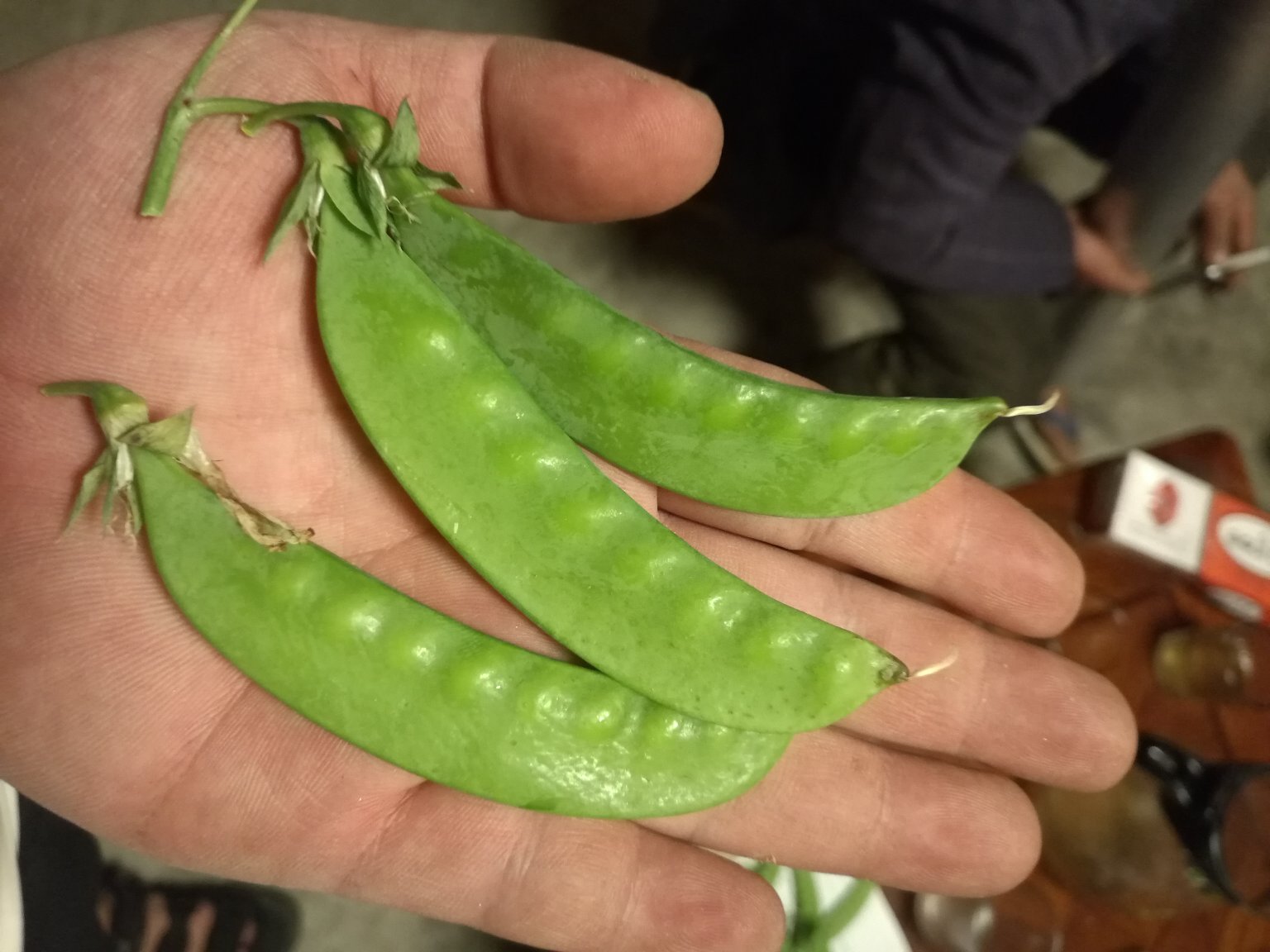 女性在厨房中清洗新鲜荷兰豆