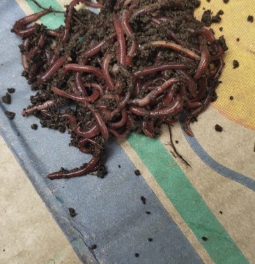 出售鲜活养殖大平2号红蚯蚓,保质保量,欢迎新老客户来场客
