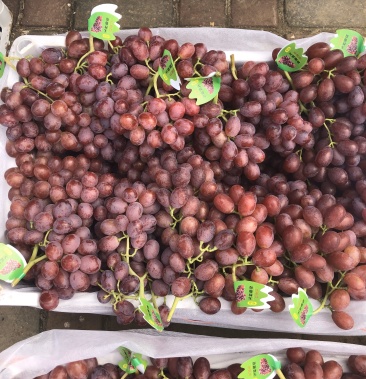 优质圣诞玫瑰葡萄,口感甜