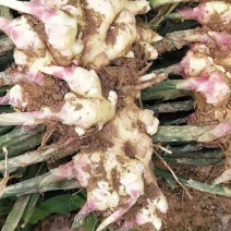 新姜，有需要的老板速度