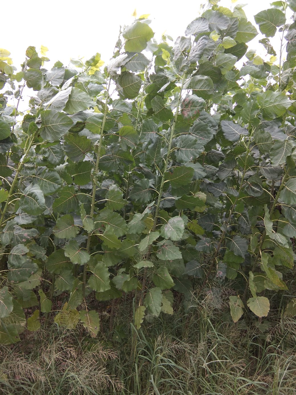 [杨树苗批发]丹红杨树苗又名当阳红杨树苗价格1.50元/棵 - 一亩田