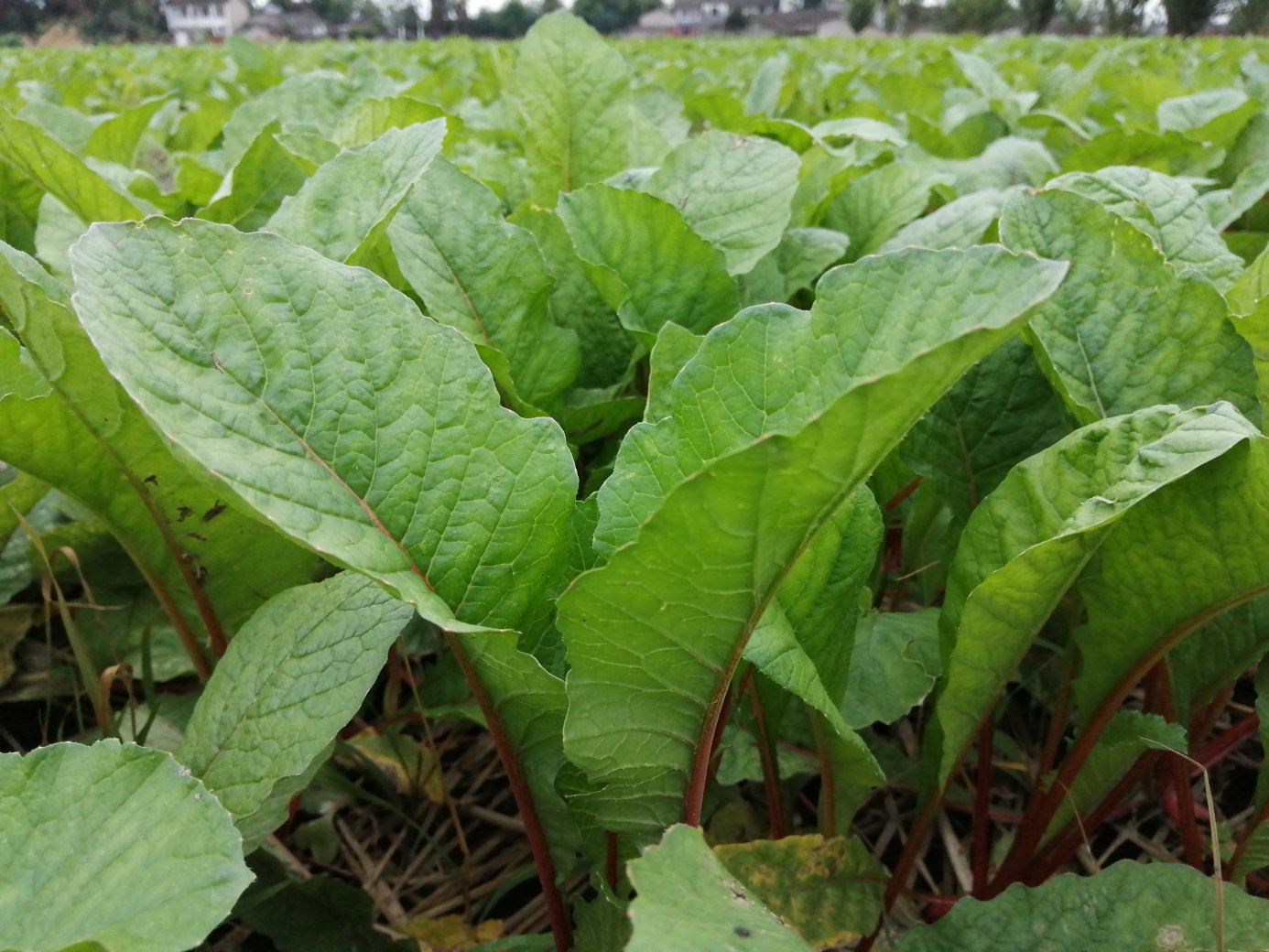 红皮萝卜种植田