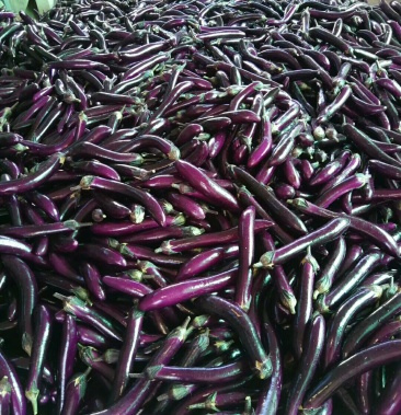 [茄子批发]红茄子价格0.50元/斤 - 一亩田