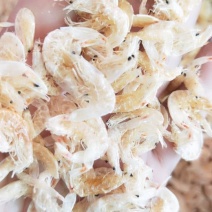 辽宁特大虾皮