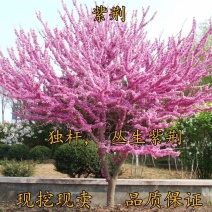 紫荆花树苗紫荆花苗紫荆树苗满条红紫荆小苗