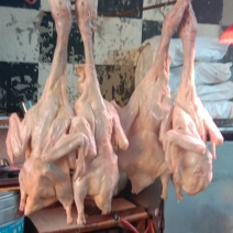 带翅膀白条鸭