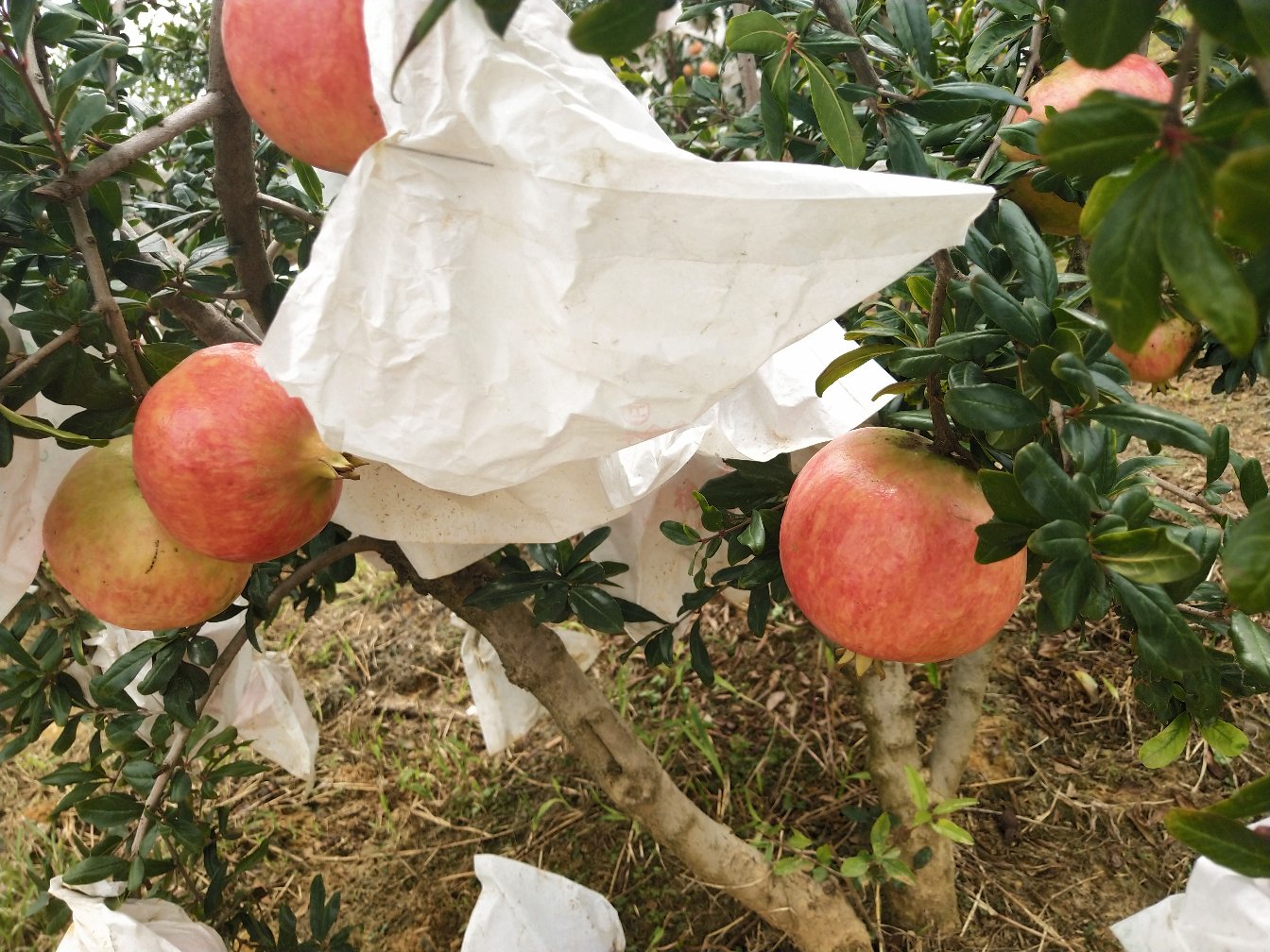 一群当地农户正在果园中手工采摘成熟的会理软籽石榴,旁边有工人进行初步筛选和装箱作业,现场整齐摆放着印有‘会理石榴’字样的纸箱,背景可见连片山坡果园 会理石榴采摘与分拣场景
