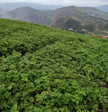 [当归苗批发]当归苗价格0.12元/棵 - 一亩田