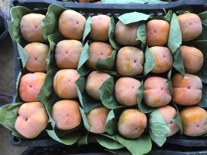 新秋甜柿礼盒展示