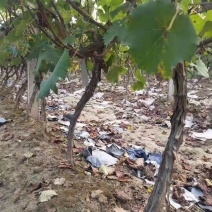 葡萄树葡萄苗占地葡萄树占地果树