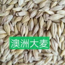 进口大麦，容重620以上，水份14以内，杂质2%以内