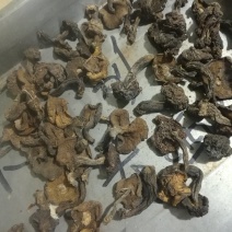 筛选松蘑，自然干