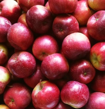 龙丰苹果耐运输耐储存口感脆甜产地精品货源